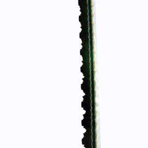 Correia Verde Sanitária 5,5mm espessura, revestida lado superior, duas lonas corrugada